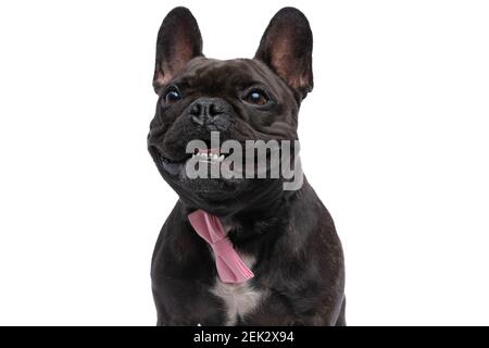 chien de taureau doux français se panant et portant un noeud papillon rose sur fond blanc Banque D'Images