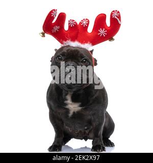 petit chien de taureau français portant des cornes de renne rouges et regardant à l'appareil photo sur fond blanc Banque D'Images
