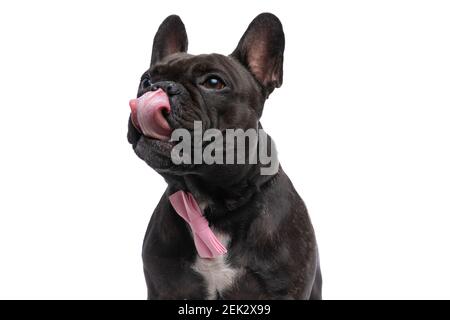 adorable chien de boudogue français qui se réglisse le nez, portant un noeud papillon rose et regardant loin sur fond blanc Banque D'Images