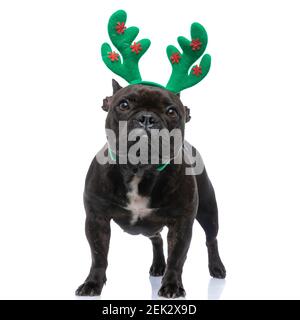 joli chien de taureau français portant un bandeau vert avec renne cornes et debout sur fond blanc Banque D'Images