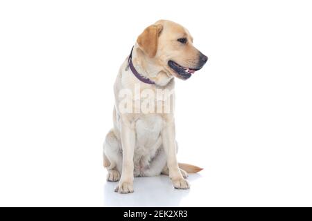 chien labrador retriever assis regardant à son côté et portant un col violet sur fond blanc Banque D'Images