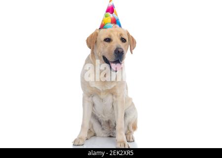 adorable chien labrador retriever célébrant son anniversaire sur fond blanc Banque D'Images