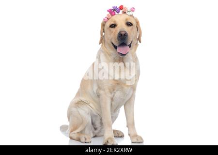 chien labrador retriever assis qui dépasse la langue et porte un serre-tête de fleurs Banque D'Images