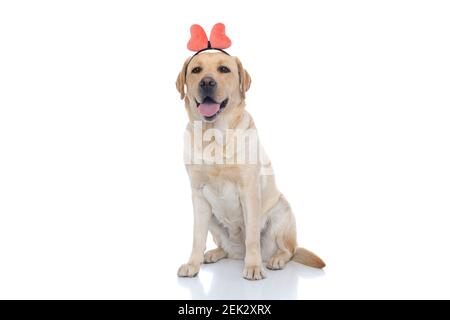 adorable chien labrador retriever portant un serre-tête de papillon rose et la languette doit être sortie Banque D'Images