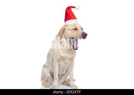 mignon labrador retriever chien riant dehors et portant un chapeau de noël sur fond blanc Banque D'Images