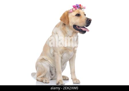 adorable chien labrador retriever qui colle à la langue et porte un serre-tête de fleurs Banque D'Images