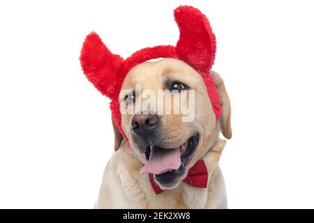 mignon labrador retriever chien se sentant heureux, collant hors de la langue et portant des cornes de diable Banque D'Images