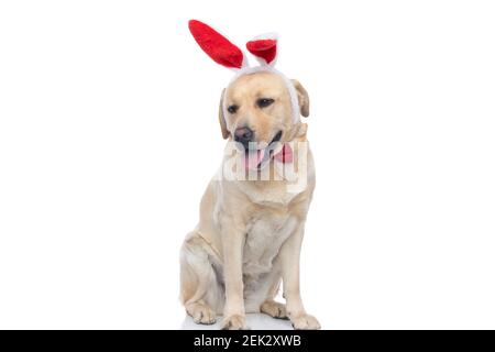 adorable chien labrador retriever portant des oreilles de lapin et un noeud papillon, qui colle à la langue Banque D'Images