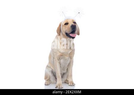 chien labrador retriever assis qui dépasse la langue et porte un serre-tête de flocons de neige Banque D'Images