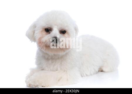 adorable chien bichon qui se sent grincheux, qui regarde loin et se pose sur fond blanc Banque D'Images