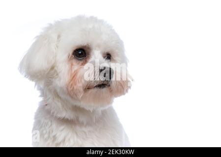 portrait d'un adorable chien bichon qui regarde loin et rêve à propos de quelque chose sur fond blanc Banque D'Images