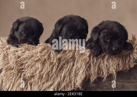 boîte en bois à fourrure remplie de trois chiots little labrador retriever repos et pose sur fond beige en studio Banque D'Images