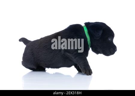 vue latérale de l'adorable labrador retriever chiot avec col vert marche autour du cou isolée sur fond blanc en studio Banque D'Images