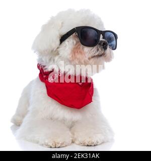 chien doux bichon regardant loin et portant des lunettes de soleil cool et bandana rouge sur fond blanc Banque D'Images