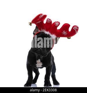 christmassy french bulldog chiot portant un bandeau rouge de renne avec des cloches debout et posé isolé sur fond blanc en studio Banque D'Images