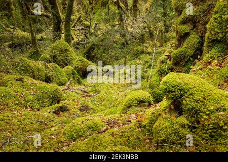 Forêt tropicale de hêtre rouge couverte de mousse, Fiordland, Île du Sud, Nouvelle-Zélande Banque D'Images