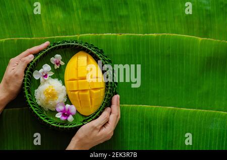 Main tenant le dessert thaïlandais - Mango riz collant qui a mis sur l'assiette de feuilles de banane. Banque D'Images