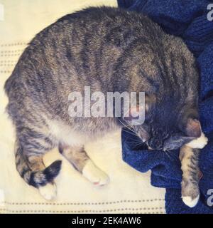 Grey Cat dort sur un homme vêtements, un pull bleu sur le lit, vue de dessus Banque D'Images