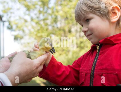 un tout-petit garçon d'une ferme rencontre une poussin de gosling, qui est tenue par les mains d'un adulte. Surprise, joie de communiquer avec les petits animaux. Connaissance du BT Banque D'Images