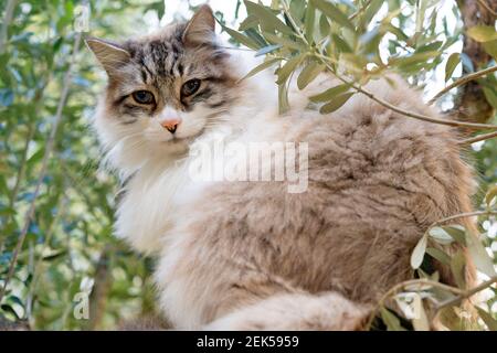un chat de ragdoll est en perching dans un olivier Banque D'Images