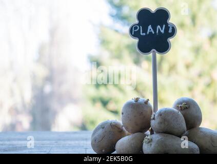 Plants de pommes de terre avec pousses. Agriculture, culture, agriculture et soin des légumes concept Banque D'Images