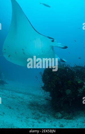 Reef Manta Ray, Mobula alfredi, site de plongée Manta Sandy, Arborek, Dampier Straits, Raja Ampat, Papouasie occidentale,Indonésie Banque D'Images
