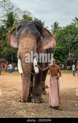 Un gardien d'éléphant indien non identifié se trouve près de l'éléphant du temple à Ernakulam, en Inde Banque D'Images