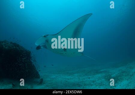 Reef Manta Ray, Mobula alfredi, site de plongée Manta Sandy, Arborek, Dampier Straits, Raja Ampat, Papouasie occidentale,Indonésie Banque D'Images