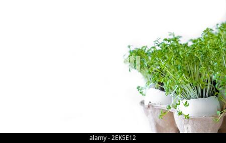 Cresson ou microverts isolés sur fond blanc. Alimentation saine, produits frais biologiques Banque D'Images