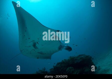 Reef Manta Ray, Mobula alfredi, site de plongée Manta Sandy, Arborek, Dampier Straits, Raja Ampat, Papouasie occidentale,Indonésie Banque D'Images