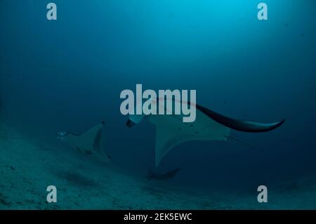 Paire de Reef Manta Ray, Mobula alfredi, site de plongée Manta Sandy, Arborek, Dampier Straits, Raja Ampat, Papouasie occidentale,Indonésie Banque D'Images