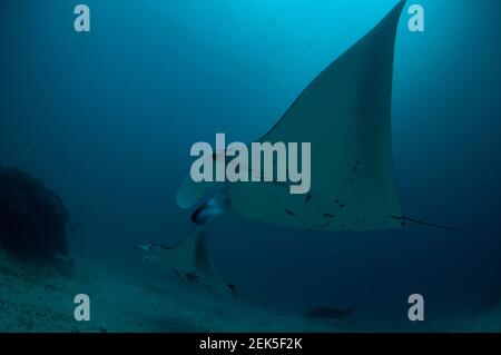 Paire de Reef Manta Ray, Mobula alfredi, site de plongée Manta Sandy, Arborek, Dampier Straits, Raja Ampat, Papouasie occidentale,Indonésie Banque D'Images