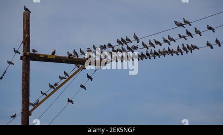 Grand troupeau de pigeons assis sur les fils d'un la colonne de puissance regarde tous dans la même direction Banque D'Images