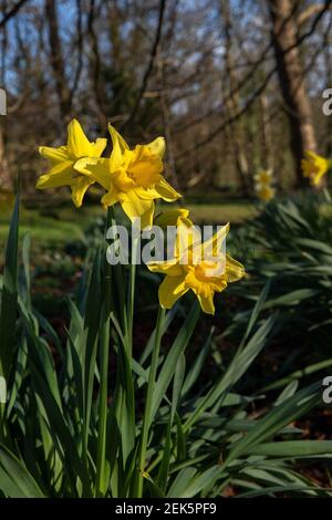 Jonquilles au soleil avec fond de forêt Banque D'Images