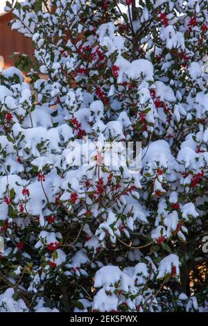 Holly Bush en hiver, neige couverte de fruits rouges Banque D'Images