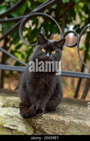 Un chat de rue noir avec des yeux verts s'assoit et regarde directement la caméra. Portrait d'un beau chat errant en format vertical. Un aspect menaçant Banque D'Images