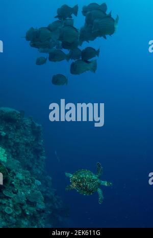 Tortue-Loggerhead, Caretta caretta, avec école de parrotfish à tête de pompe, Bulbometoponon muricatum, site de plongée d'Ameth point, Nusa Laut, Moluques, Banda Sea Banque D'Images