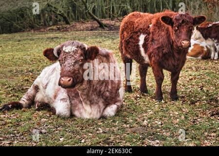 Deux vaches se reposant dans un champ, le Danemark Banque D'Images