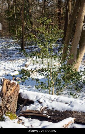 Petit arbre de houx poussant contre la souche d'arbre déchue en hiver, léger dépoussiérage de neige couvrant la forêt d'hiver Banque D'Images