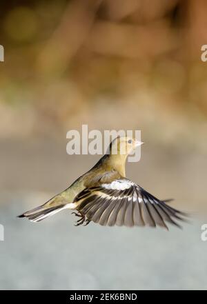 Chaffinch femelle dans le profil de vol droit Banque D'Images