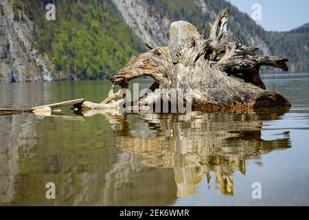 Immense vieille racine d'arbre située dans un lac peu profond réfléchi dans l'eau Banque D'Images