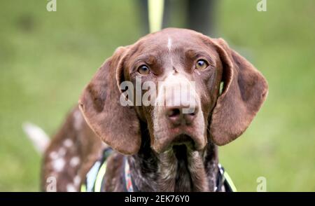 02 février 2021. Pas de Calais France. Tango le chien de secours se promène dans le jardin. Photo©; Charlie Varley/varleypix.com tous Banque D'Images