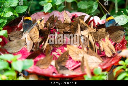 Beaucoup de papillons de feuilles morts aka Kallima inachus manger dans un Plaque dans le parc de source de papillons à Dali Yunnan en Chine Banque D'Images