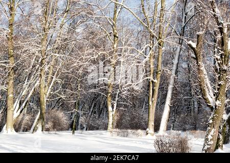 Parc d'hiver dans la neige blanche Banque D'Images