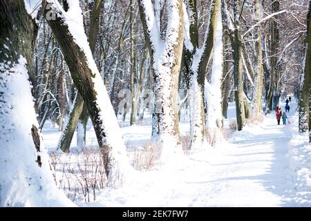 Parc d'hiver dans la neige blanche Banque D'Images