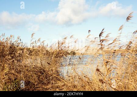 Roseau d'herbe sèche sur les rives de la lagune de Curonian Banque D'Images