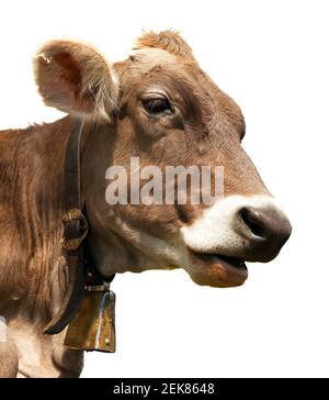 tête de vache brune (bos primigenius taurus) avec une cloche isolée sur fond blanc Banque D'Images