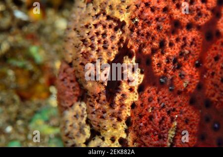 Zenopontonia soror, crevettes d'étoiles de mer, Seestern-Partnergarnele, Seesterngarnele, Fromia milleporella, Étoiles de mer à pois noirs, Tausendpunkt-Seestern Banque D'Images