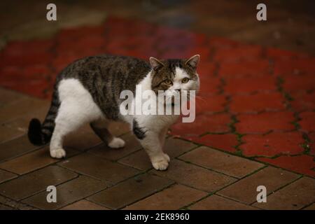 Tabby blanc grand chat dans un col marche sur un trottoir carrelé humide Banque D'Images