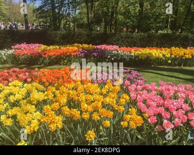 Gros plan sur de belles fleurs dans le parc de Keukenhof au printemps Banque D'Images